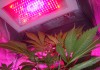 LED Growlampen LED Growlampen