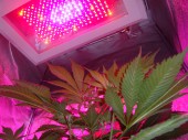 LED Growlampen